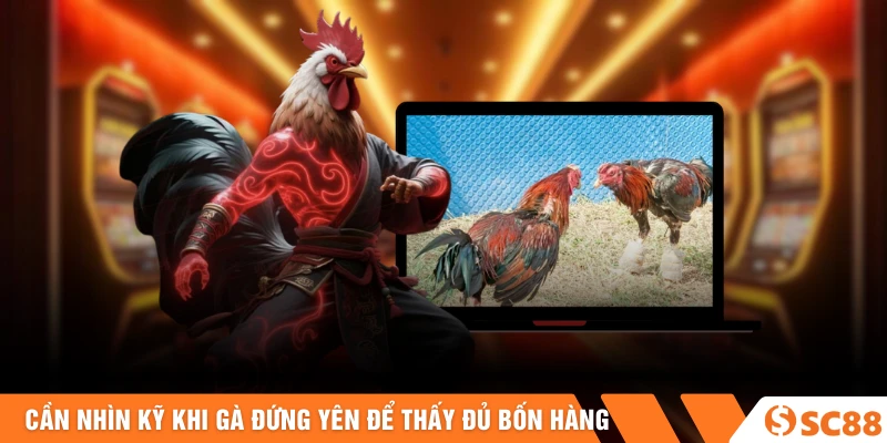 Cần nhìn kỹ khi gà đứng yên để thấy đủ bốn hàng