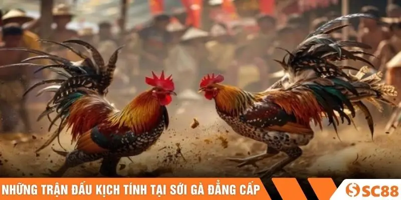 Những trận đấu kịch tính tại sới gà đẳng cấp
